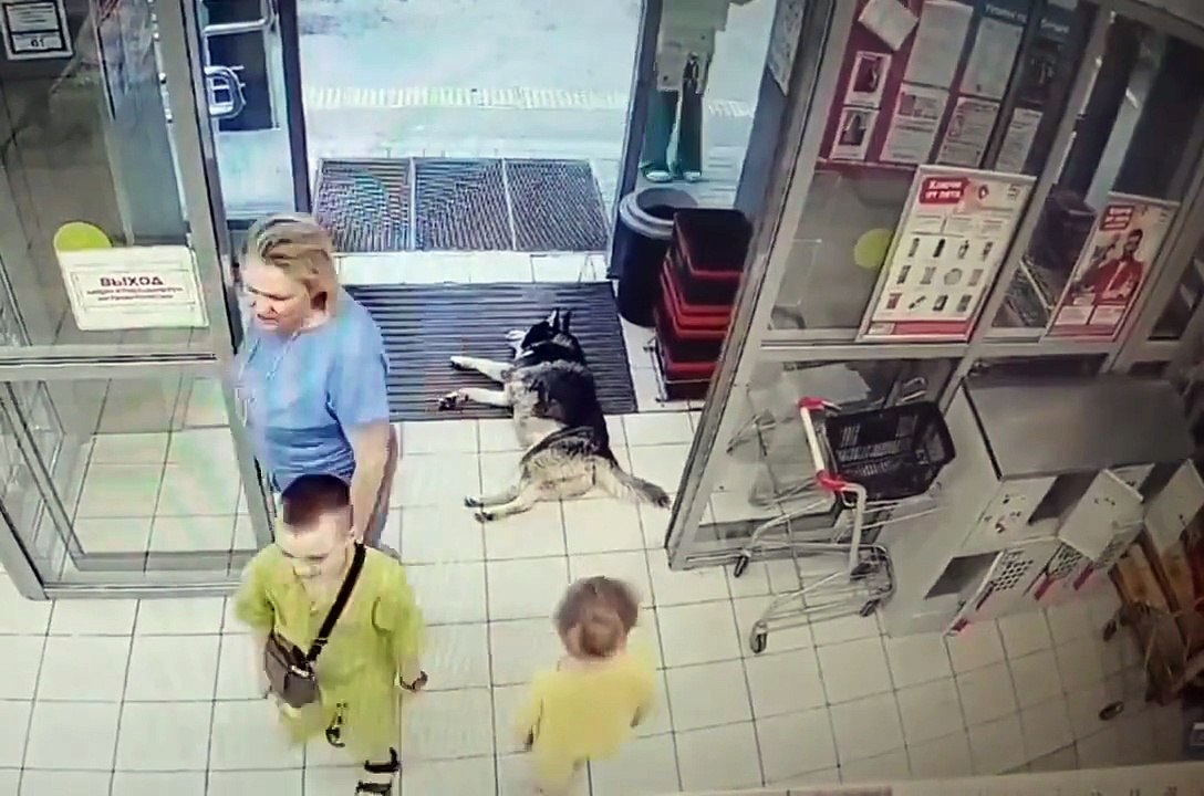 Ce husky ne veut pas sortir car il fait trop chaud dehors...