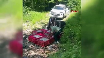 1400 kınalı keklik doğaya salındı! Kene ile biyolojik mücadele