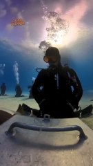 Tubarão engole câmera de brasileira durante mergulho nas Bahamas
