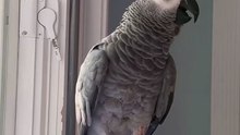 this parrot will make you cry laughing! 😂
