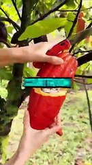 Court Stories | Ridiculous Cases