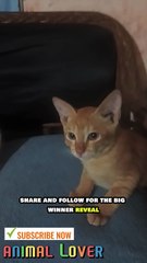 Epic Kitten Showdown: Acting, Singing, and One Shocking Twist!🙀🎙️