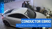 Brutalidad animal: Conductor intenta atropellar a un perro