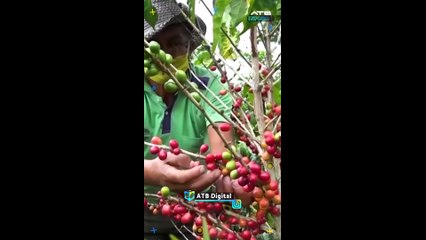 ATBINFORMA - Bolivia concreta su primera exportación de café