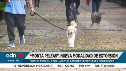 ¡Cuida a tu mascota de los “Montapeleas”! Así es la nueva modalidad de extorsión