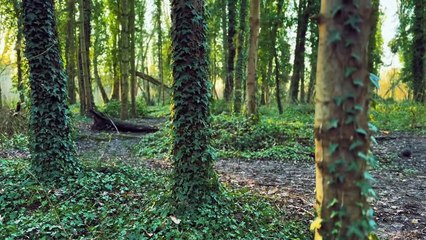 The last of us part 2 (fan film) | movie | 2025 | Official Teaser