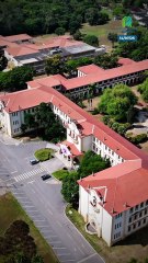 Gallinas de Guinea, aliadas naturales para combatir la plaga de los escorpiones