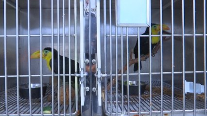 Clínica de animales silvestres de MiAmbiente brinda atención a más de 40 rescatados