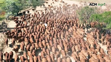 LPA's new animal welfare module: why it matters at the farmgate