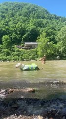 Dog Adorably Sneezes While Swimming