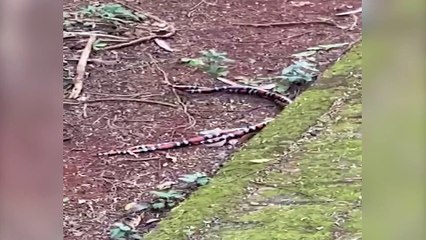 Romance ou disputa territorial? Cobras se entrelaçam no Parque Vitória