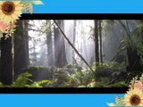 Cinematic Forest - 4K Nature Video Ultra HD