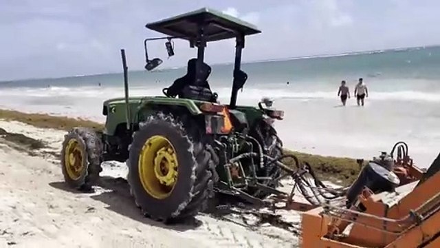 La lucha sin tregua de República Dominicana para limpiar de sargazo sus famosas playas