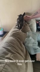 Cat Lands on Another Cat While Carrying Her Kitten in Her Mouth