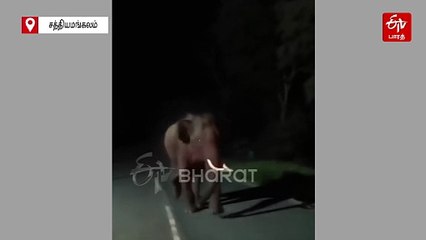 அடேய்... ஓடுனா மட்டும் உன்னை விட்ருவனா? - வாகன ஓட்டிகளை மின்னல் வேகத்தில் துரத்திய காட்டு யானை