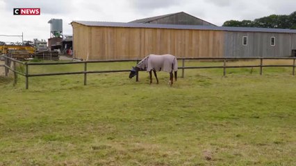 Havre : Un couple découvre son poney mutilé au petit matin