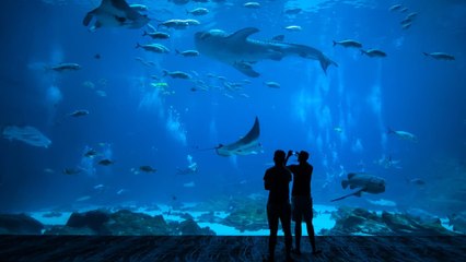 Nausicaá, le plus grand aquarium d'Europe