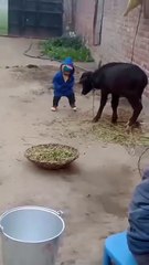 kids__buffalo_kids_😅😂🤣_funny_video_#funny_#shorts_#viral_#trending(360p)