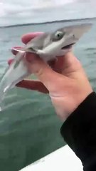 Majestic_Growth_of_Wild_Animals_#funny_#cute_#animals(360p)