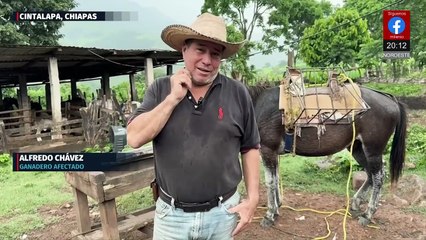 Gusano barrenador en Chiapas afecta ganado y ganaderos no reciben apoyo oficial