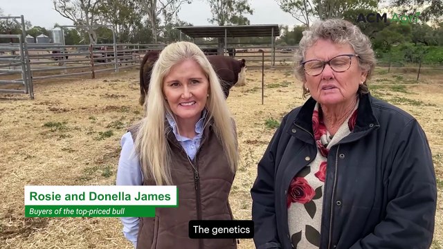 Bull tops 2025 Merewah Poll Herefords sale at $32,000