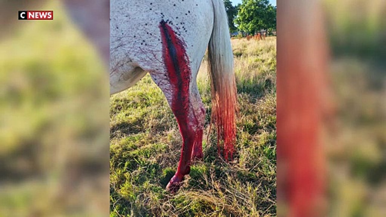 Colère dans la commune d’Angerville-l’Orcher, près du Havre : Un couple découvre son poney mutilé au petit matin - Malgré l'intervention du vétérinaire, l'animal n'a pas survécu