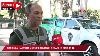 Aracıyla hayvana vurup kaçmanın cezası 10 bin 385 TL