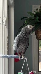 this parrot loves vodka?! 😂