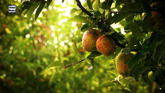 Relaxing Rain Sounds in Apple Orchard | Nature Sounds for Stress Relief, Deep Sleep & Meditation