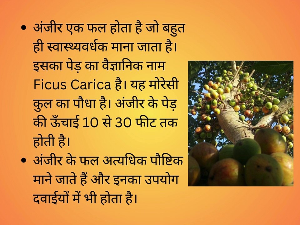 Figs support digestive health, bone density, and blood sugar control, while providing essential vitamins and minerals.