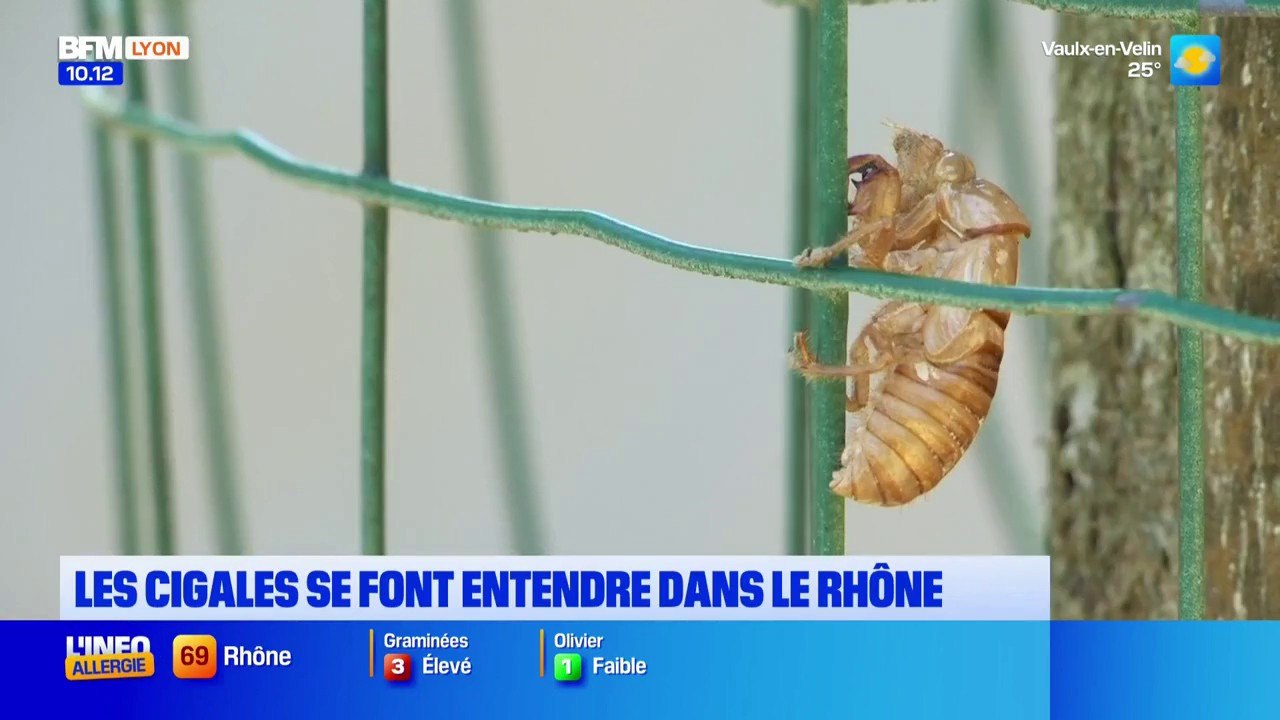 Un air de Provence dans le Rhône avec le son des cigales