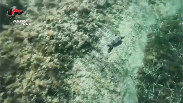 Tre tartarughe rilasciate in mare, erano state salvate dai Carabinieri