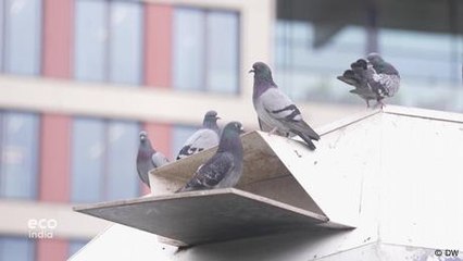 How to control Berlin's pigeon population