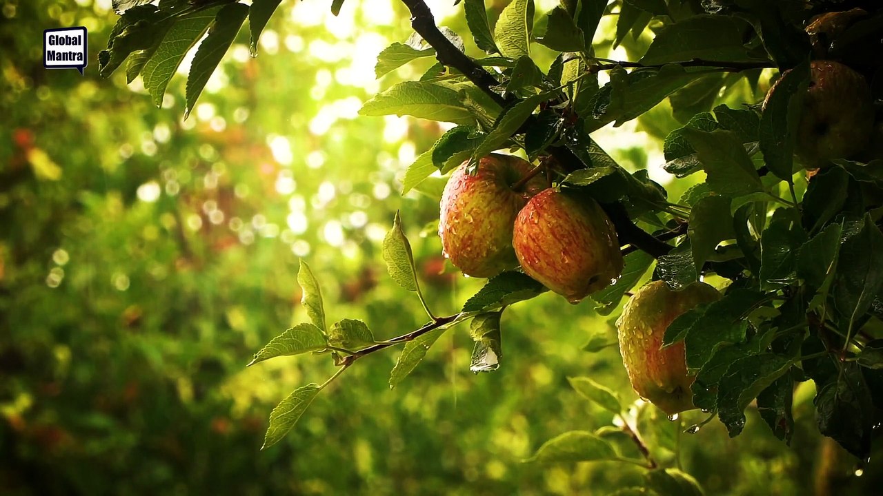 Relaxing Rain Sounds In Apple Orchard | Nature Sounds For Stress Relief, Deep Sleep, Meditation