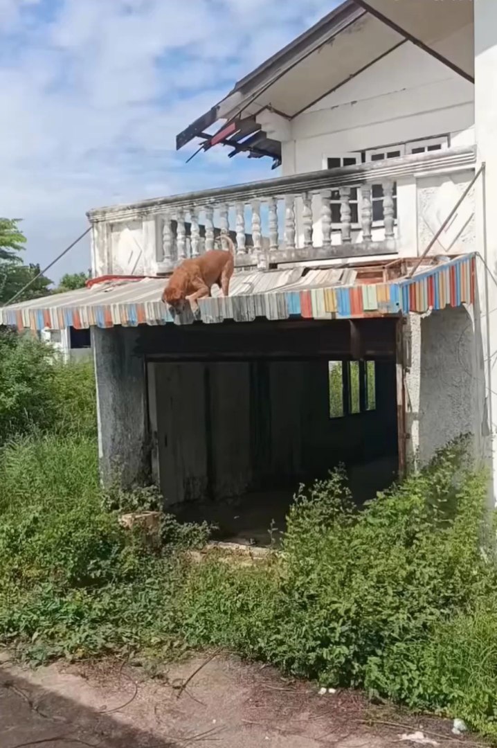 ⁣Cute animals 🦮🐕‍🦺 #dog #viral #animals