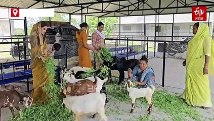 स्वाभिमानी टाळीची यशोगाथा : आता टाळी नाही व्यवसाय म्हणत तृतीयपंथीयांनी सुरू केलं शेळीपालन