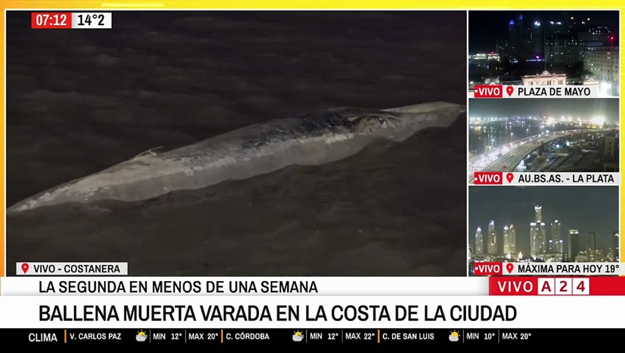 Ballena costanera