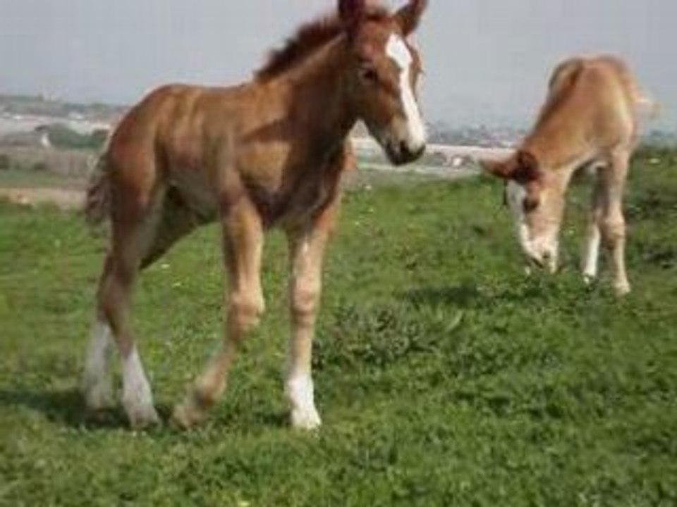 cheval breton