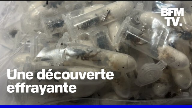 Allemagne: 1.500 mygales découvertes cachées dans des paquets de biscuits à l'aéroport de Cologne