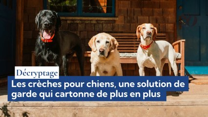 Décryptage : Les crèches pour chiens, une solution de garde qui cartonne de plus en plus