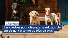 Décryptage : Les crèches pour chiens, une solution de garde qui cartonne de plus en plus