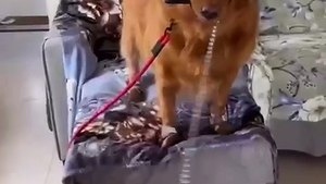 Meet Steve Roger: The shelter survivor who stole our hearts.