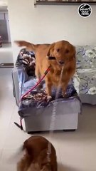 Meet Steve Roger: The shelter survivor who stole our hearts.