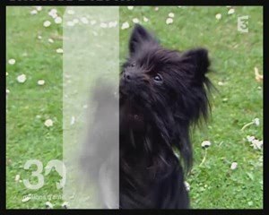 Notre passage à 30 millions d'amis