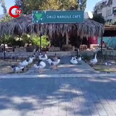 Denizde yüzdükleri için şikayet edilen kazlar kümese kapatıldı