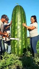 The World Biggest Watermelon Growing in China