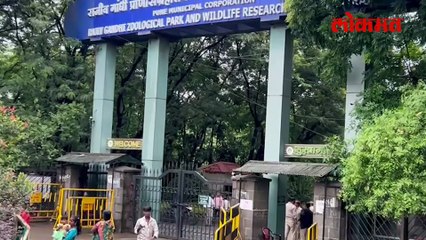 पुण्यातील राजीव गांधी प्राणी उद्यानात १४ हरणांचा मृत्यू