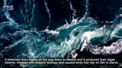 Heatwaves Underwater Could Be Secretly Damaging Ecology on the Ocean Floor