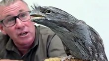 You Won't Believe This Bird Is Real The Eccentric Frogmouth