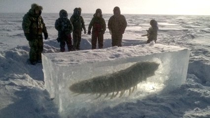 Des Savants Ressuscitent une Créature Congelée Vieille de 24 000 ans